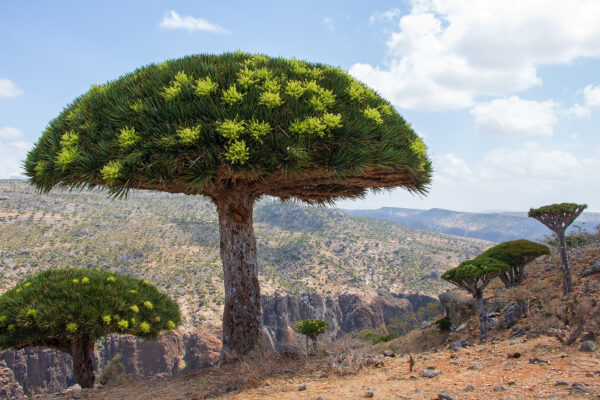 Socotra